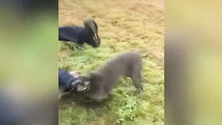 Funniest Animal Videos
