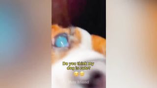 Best Funny Dogs And Cats