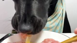 The cute pet's debut plan for wearing fast clothes and sucking them off Labrador dog Oh my god it s