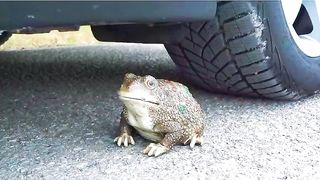 Esmagando coisas crocantes e macias de carro! EXPERIMENT CAR vs pasta de dente e balões