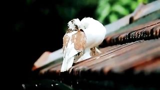 lovely_birds..(720p).