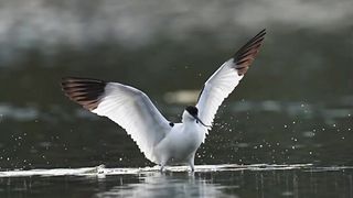 Splendid Pied Avocet