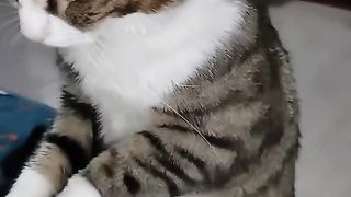 Funny cat