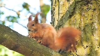 Squirrel