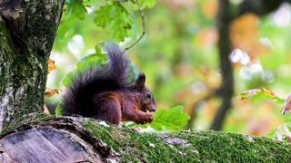 Squirrel Animal