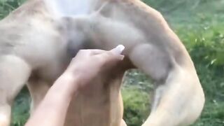 impressive kangaroo!