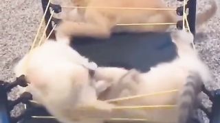 Funny Cat Viral Video
