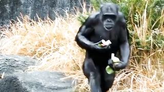 Funny Monkey Viral Video