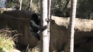 Funny Monkey Viral Video