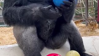 Funny Monkey Viral Video