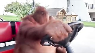 Funny Monkey Viral Video