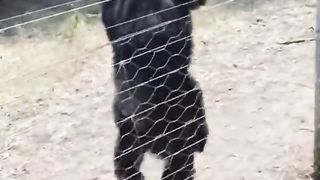 Funny Monkey Viral Video