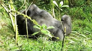 Funny Monkey Viral Video