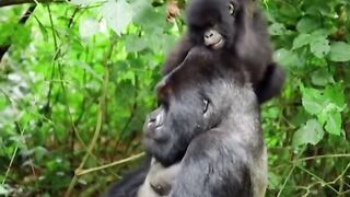 Funny Monkey Viral Video