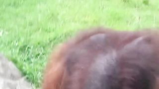 Funny Monkey Viral Video