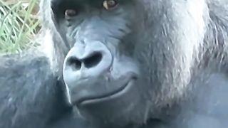 Funny Monkey Viral Video