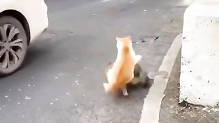 Street fighting cat