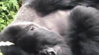Funny Monkey Viral Video