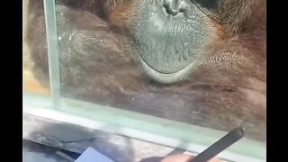 Funny Monkey Viral Video
