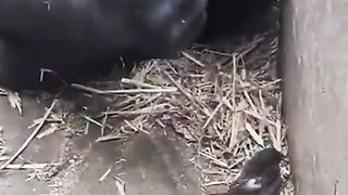 Funny Monkey Viral Video