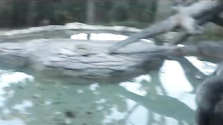 Funny Monkey Viral Video