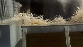 Funny Monkey Viral Video