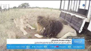 الاسود مهددة بالانقراض