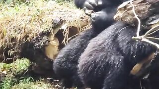 Funny Monkey Viral Video