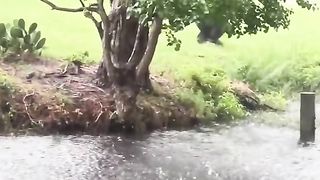 Funny Monkey Viral Video
