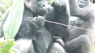 Funny Monkey Viral Video