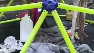 Funny Monkey Viral Video