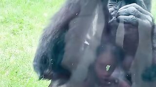 Funny Monkey Viral Video
