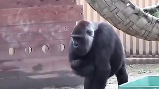 Funny Monkey Viral Video
