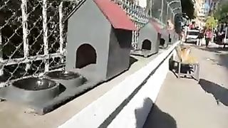 cat sitting