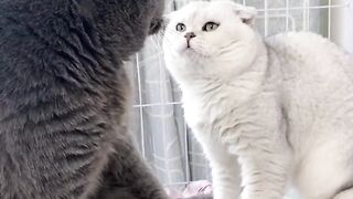 Cats fight 3