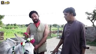 where are the donkey's papers