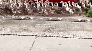 Duck cyclone