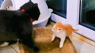 Fierce orange cat