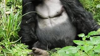 Funny Monkey Viral Video