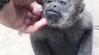 Funny Monkey Viral Video