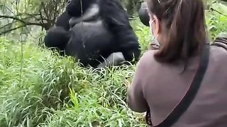 Funny Monkey Viral Video