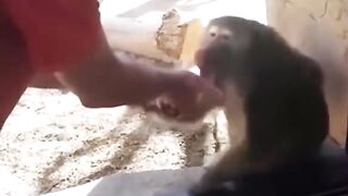 Funny Monkey Viral Video