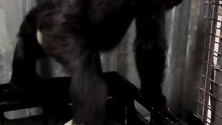 Funny Monkey Viral Video