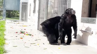 Funny Monkey Viral Video
