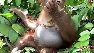 Funny Monkey Viral Video