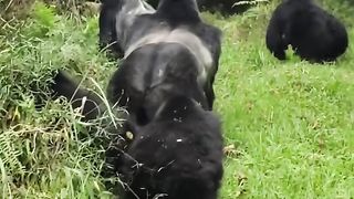 Funny Monkey Viral Video
