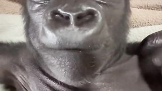 Funny Monkey Viral Video