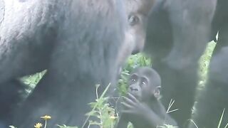 Funny Monkey Viral Video