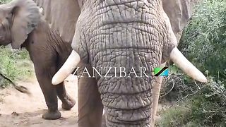 Zanzibar