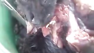 Dog in Africa